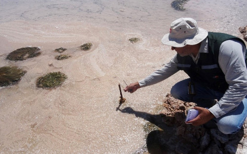 SMA multa a Albemarle por infracciones ambientales en el Salar de Atacama