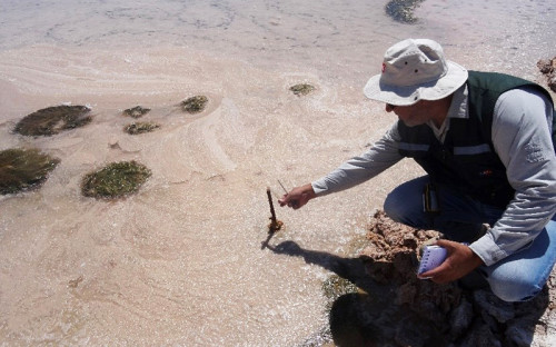 Tribunal Ambiental revisará multa aplicada por la SMA a Albemarle